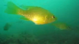 Dive Across America-Bottomless Lakes, NM