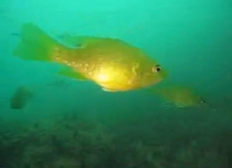 Dive Across America-Bottomless Lakes, NM