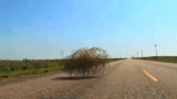 Rolling in the cash – the tumbleweed tycoon