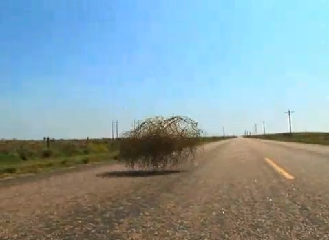 Rolling in the cash – the tumbleweed tycoon